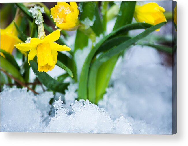 Spring Acrylic Print featuring the photograph Daffodils in the Snow by Parker Cunningham