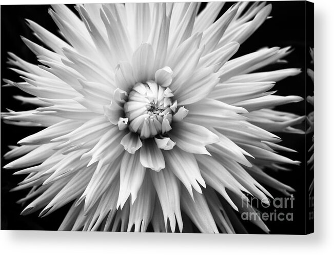 Dahlia Acrylic Print featuring the photograph Dahlia White Lace by Tim Gainey