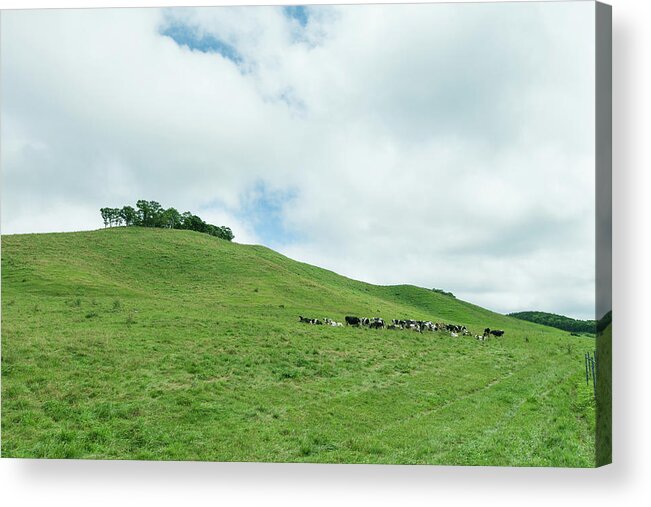 Hokkaido Acrylic Print featuring the photograph Dairy Cows And Pasture Land by Ippei Naoi
