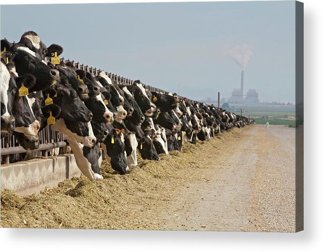 Domesticated Cow Acrylic Print featuring the photograph Dairy Cows by Jim West