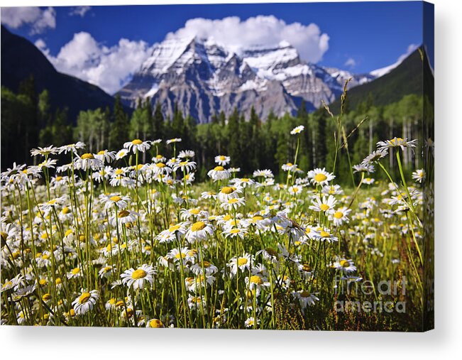 Daisies Acrylic Print featuring the photograph Daisies at Mount Robson by Elena Elisseeva
