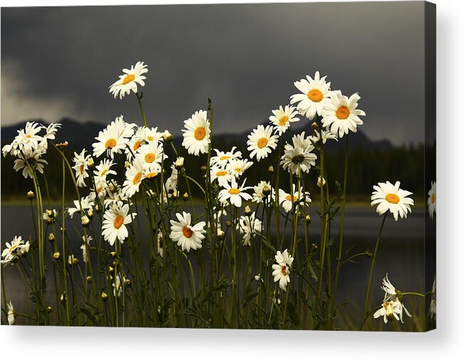 Flowers Acrylic Print featuring the photograph Daisies in Storm Light by Alan Vance Ley