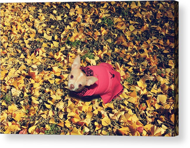 Dogs Acrylic Print featuring the photograph Daisy and a Blanket of Gold by Laurie Search