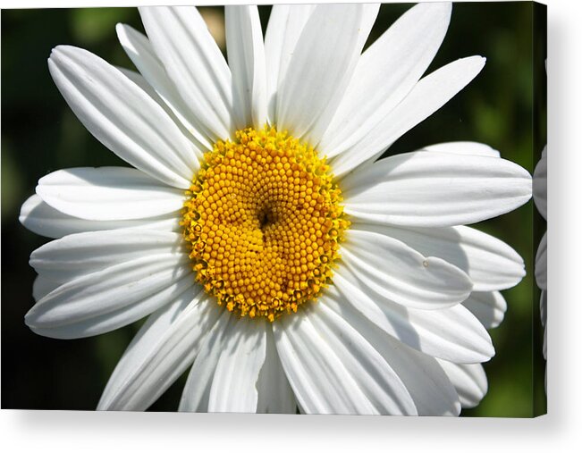 Flora Acrylic Print featuring the photograph Daisy by Gerry Bates