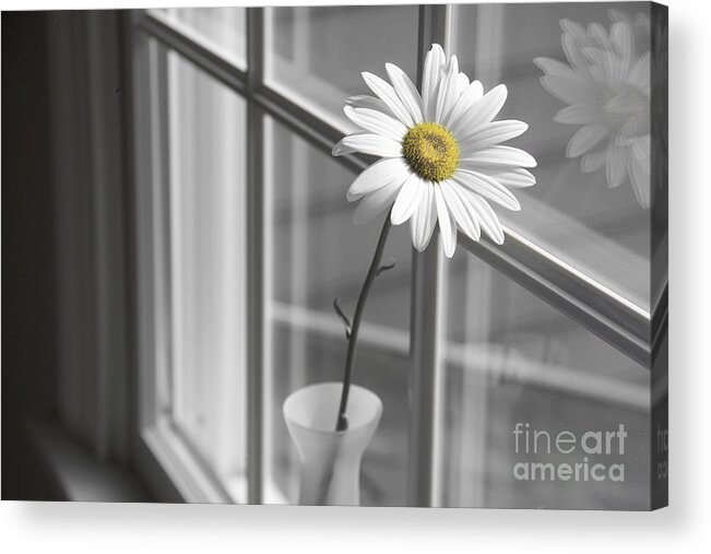 Daisy Acrylic Print featuring the photograph Daisy in the Window by Diane Diederich