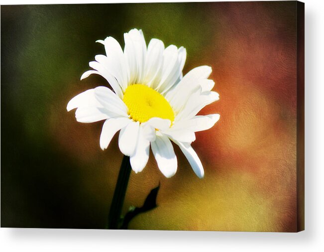 Daisy Acrylic Print featuring the photograph Daisy Rainbow by Melanie Lankford Photography