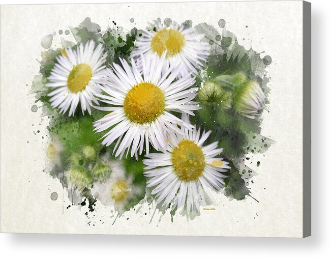 Daisy Acrylic Print featuring the mixed media Daisy Watercolor Flowers by Christina Rollo