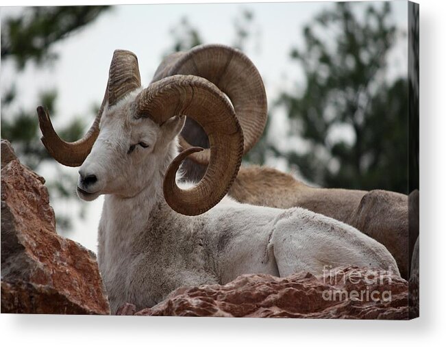 Dall Sheep Acrylic Print featuring the photograph Dall Sheep by Veronica Batterson