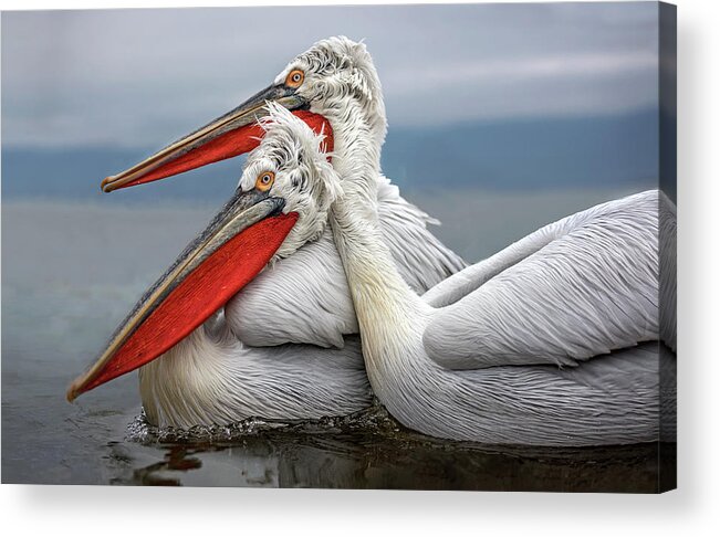 Pelicans Acrylic Print featuring the photograph Dalmatian Pelicans by Xavier Ortega