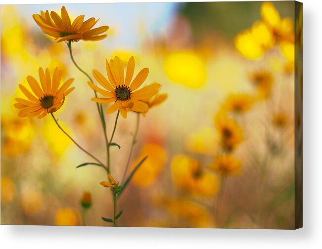 Wildflowers Acrylic Print featuring the photograph Dance by Joel Olives