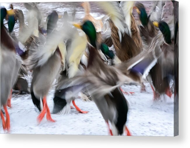 Mallards Acrylic Print featuring the photograph Dancing Ducks by Holden The Moment