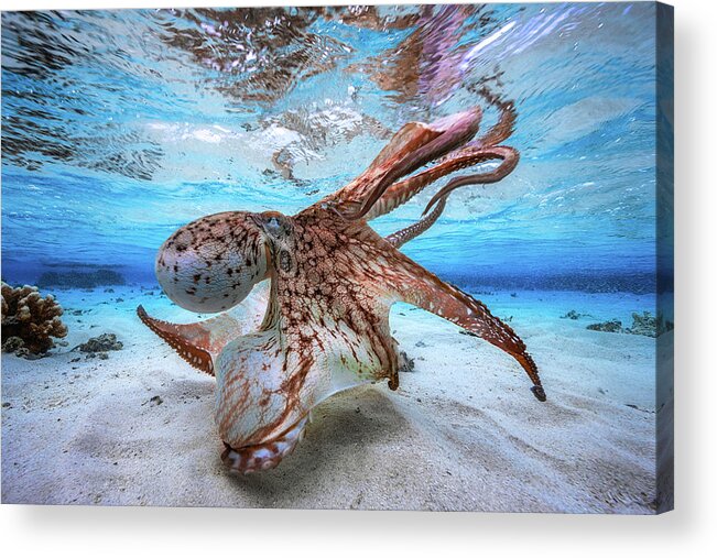 Octopus Acrylic Print featuring the photograph Dancing Octopus by Barathieu Gabriel
