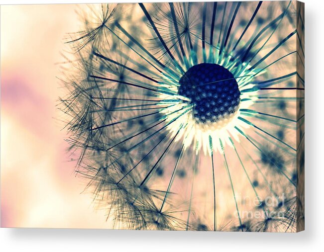 Dandelions Acrylic Print featuring the photograph Dandelion by Amanda Mohler