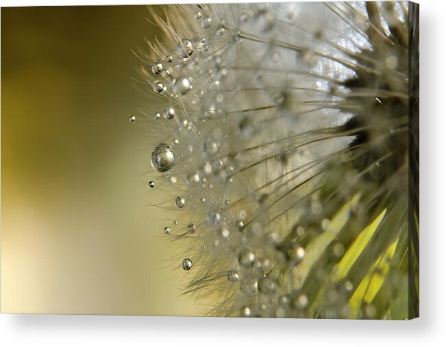 Fragility Acrylic Print featuring the photograph Dandelion Macro by Stock colors