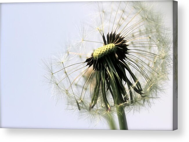 Nature Acrylic Print featuring the photograph Dandelion Puff by Tracy Male