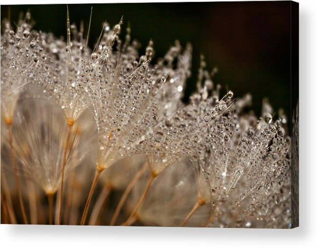 Dandelion Acrylic Print featuring the photograph Dandelion with Morning Dew by Iris Richardson