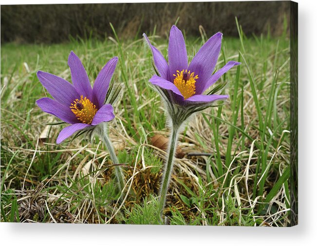Feb0514 Acrylic Print featuring the photograph Danes Blood Flowers Switzerland by Thomas Marent