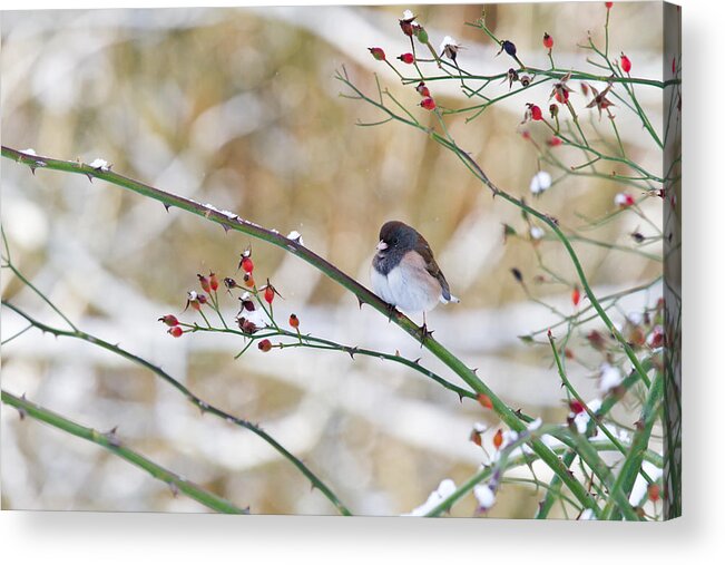 Adult Acrylic Print featuring the photograph Dark-eyed Junco by Michael Russell