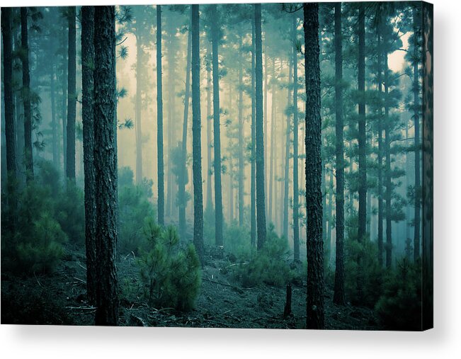 Dawn Acrylic Print featuring the photograph Dark Mystery Forest In The Fog by Zodebala