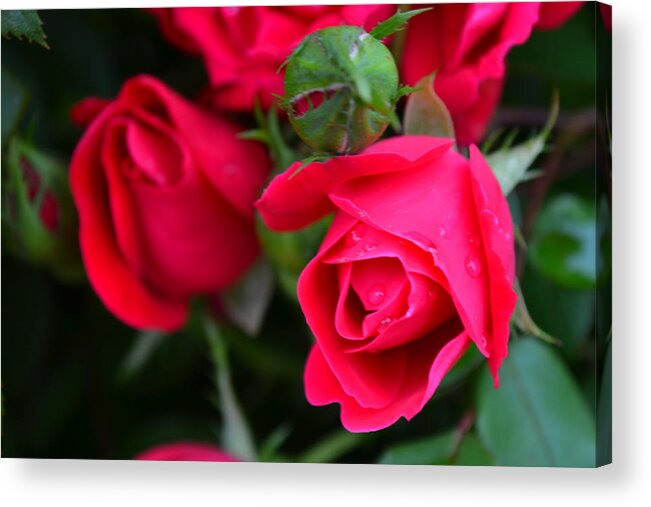 Roses Acrylic Print featuring the photograph Dark Pink Roses #1 by Beth Venner