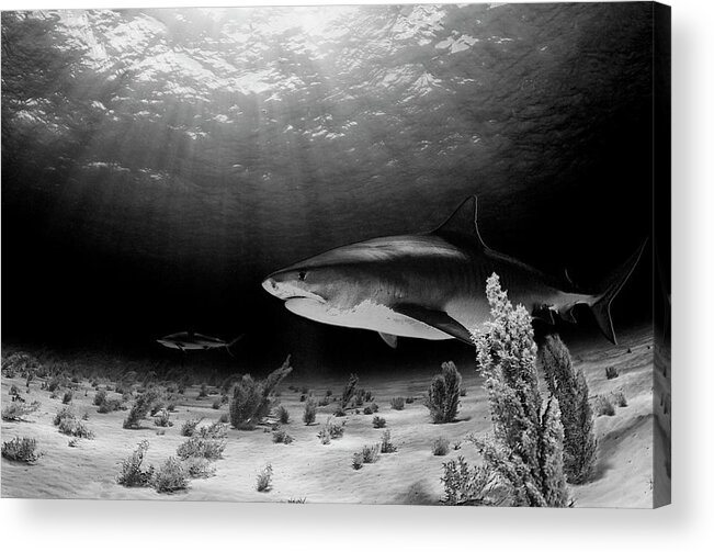 Underwater Acrylic Print featuring the photograph Dark Tiger by Ken Kiefer