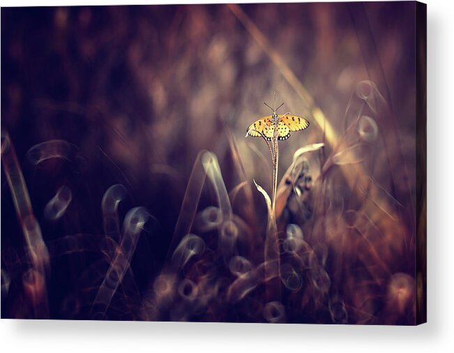 Macro Acrylic Print featuring the photograph Dark Violet by Donald Jusa