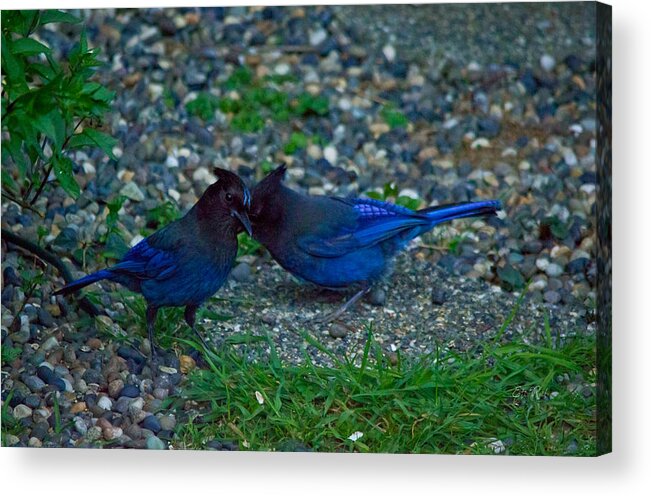Stellar Jey Acrylic Print featuring the photograph Darling I have to tell you a secret-sweet stellar jay couple by Eti Reid