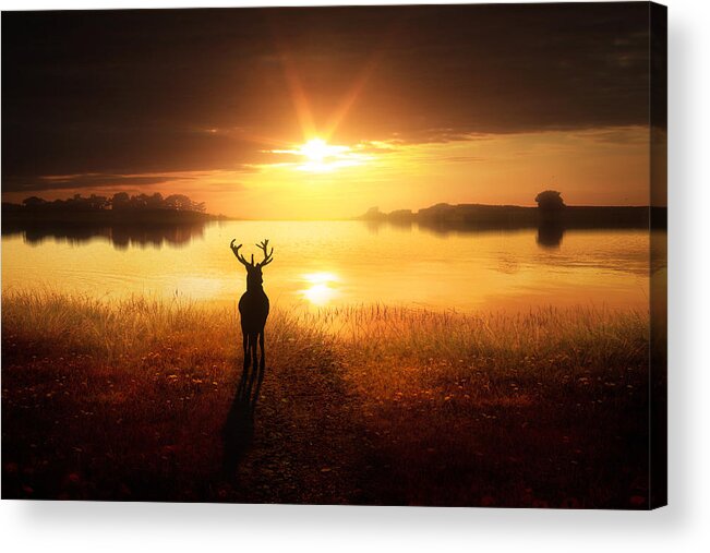 Deer Acrylic Print featuring the digital art Dawn's Golden Light by Jennifer Woodward