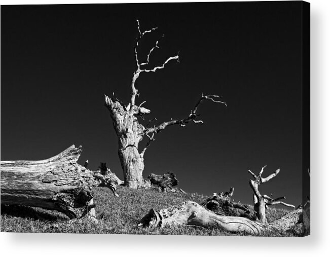 Landscape Acrylic Print featuring the photograph Dead Oaks At Round Valley by Marc Crumpler