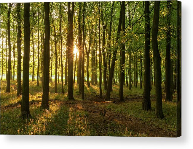 Beech Tree Acrylic Print featuring the photograph Deciduous Forest by Chrishepburn