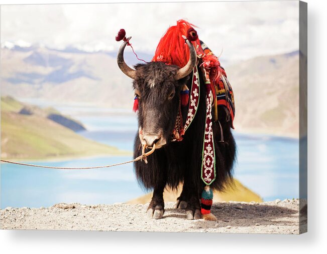Horned Acrylic Print featuring the photograph Decorated Yak At Gamta Pass by Merten Snijders