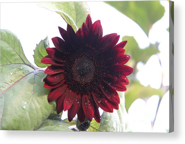 Sunflowers Acrylic Print featuring the photograph Deep red Sunflower by Yumi Johnson