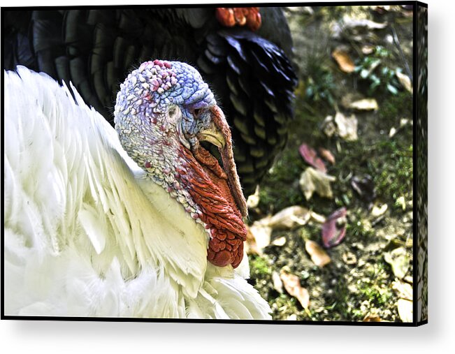 Autumn Acrylic Print featuring the photograph Deep Turkey Thoughts by LeeAnn McLaneGoetz McLaneGoetzStudioLLCcom