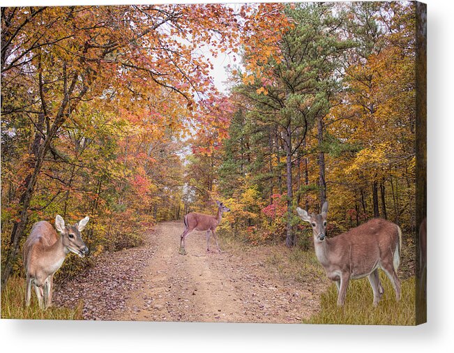 Deer Acrylic Print featuring the photograph Deer Crossing by Bonnie Barry