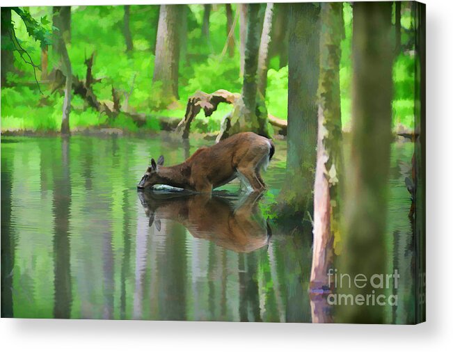 Deer Acrylic Print featuring the photograph Deer drinking water by Dan Friend