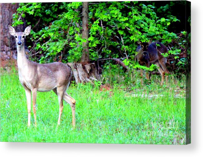 Deer Acrylic Print featuring the photograph Deer Hiding in the Brush by Kathy White