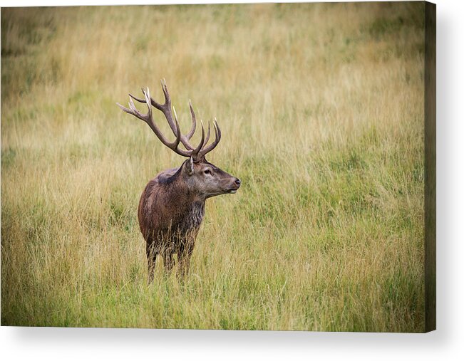 Horned Acrylic Print featuring the photograph Deer In Paneveggio Forest, Italy by Flavio Vallenari