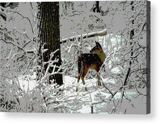 Deer Acrylic Print featuring the photograph Deer on Snowy Trail by Sharon McLain