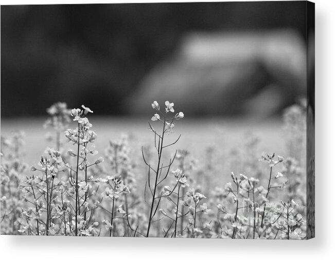 Canola Acrylic Print featuring the photograph Delicate Canola by Cheryl Baxter