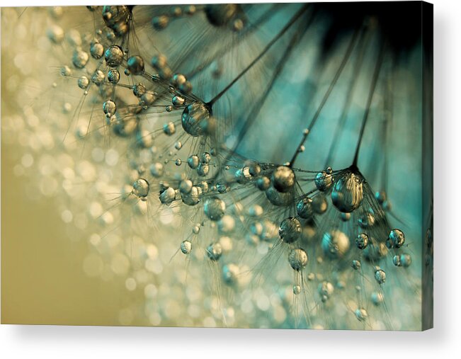 Dandelion Acrylic Print featuring the photograph Delicious Dandy Drops by Sharon Johnstone