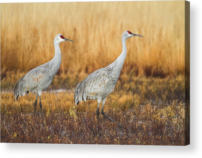 Sandhill Cranes Acrylic Print featuring the photograph Duo for flight by Ruth Jolly