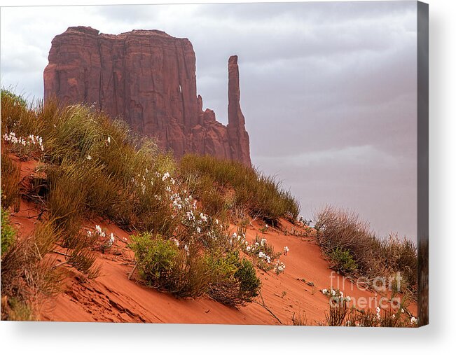 Utah Acrylic Print featuring the photograph Desert Flowers by Jim Garrison