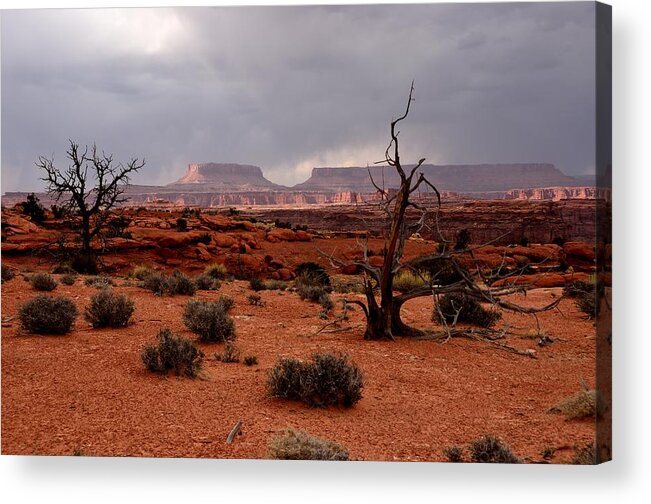 Canyonlands Acrylic Print featuring the photograph Desert Light by Tranquil Light Photography