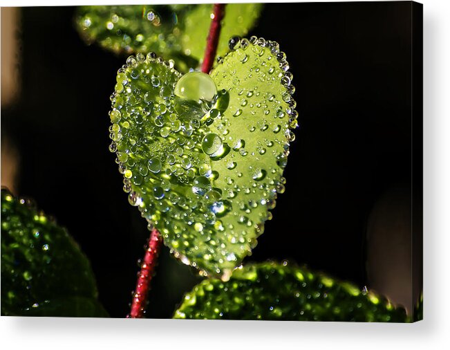 Nature Acrylic Print featuring the photograph Dew Drops on a Leaf II by Michael Whitaker