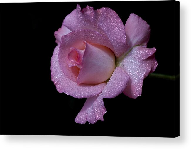 Rose Acrylic Print featuring the photograph Dewy by Doug Norkum