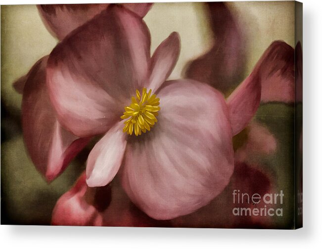 Begonia Acrylic Print featuring the photograph Dewy Pink Painted Begonia by Lois Bryan