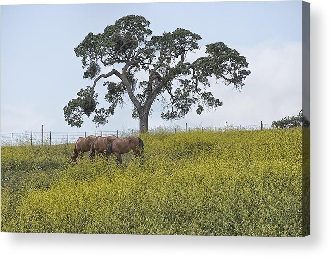 Horses Acrylic Print featuring the photograph Diablo Horses by Robin Mayoff