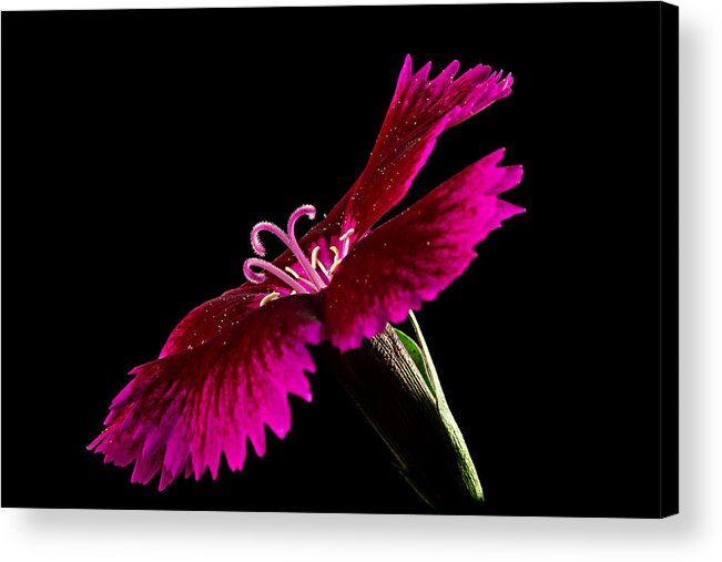 Blossom Acrylic Print featuring the photograph Dianthus by Mary Jo Allen