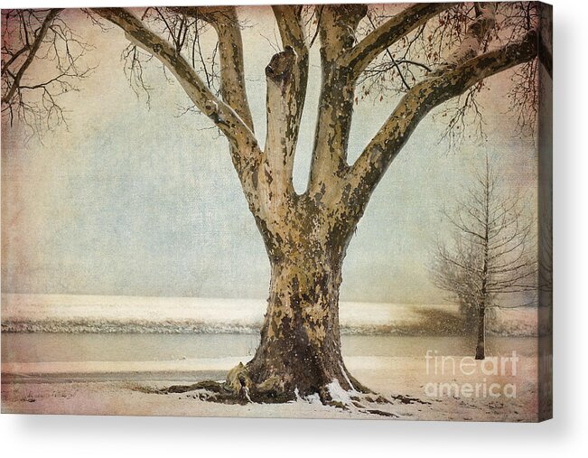 Tree Acrylic Print featuring the photograph Dignity by Betty LaRue