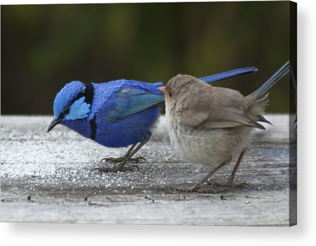 Wrens Acrylic Print featuring the photograph Dining at Adrians by Robert Caddy